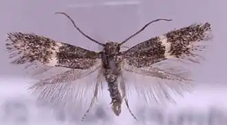 Elachista metella