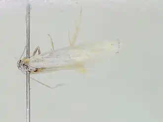 Elachista nevadensis