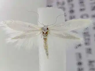 Elachista nuraghella