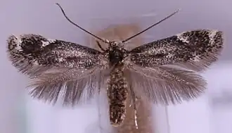 Elachista occidentalis