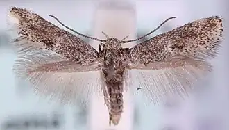 Grauwe grasmineermot