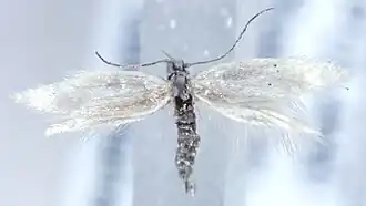 Gepuncteerde grasmineermot