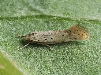 Gepuncteerde grasmineermot