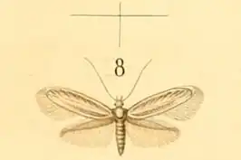 Elachista pollutella