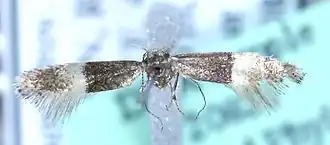 Elachista revinctella