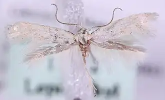 Elachista rudectella