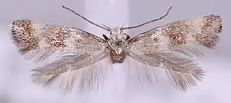 Elachista squamosella