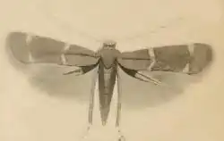 Kalkgraslandmineermot