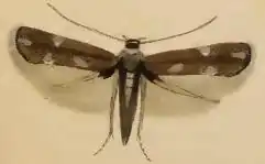 Elachista tetragonella