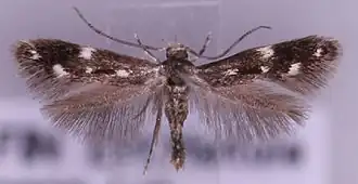 Elachista trapeziella