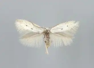 Elachista triatomea