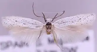 Elachista tribertiella