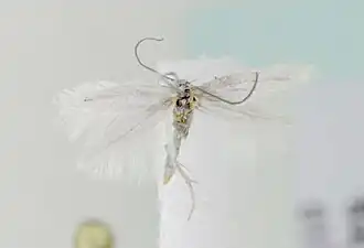 Elachista triseriatella