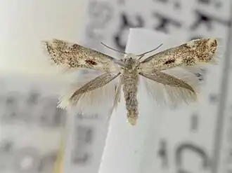 Gevlekte zeggemineermot