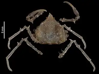 Elamena longisrostris