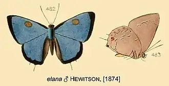 Ignata elana