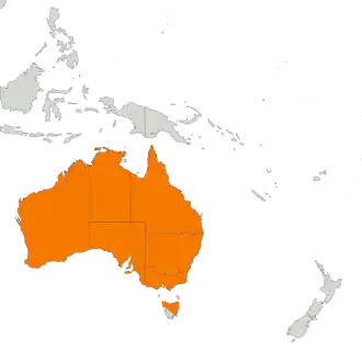 Australische grijze wouw