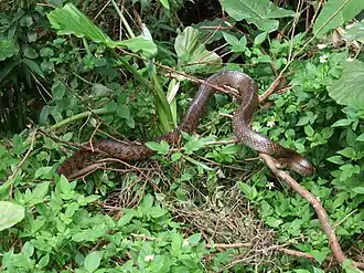 Taiwanese stinkslang