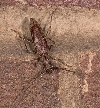 Elaphidion mucronatum