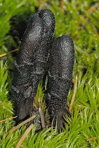 Zwarte truffelknotszwam