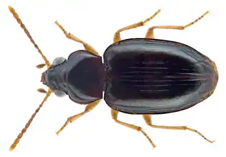 Elaphropus germanus