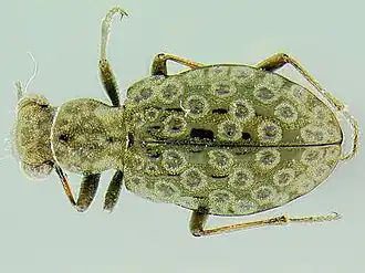 Elaphrus angulonotus