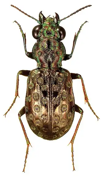 Elaphrus fuliginosus