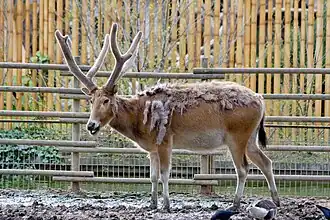 Pater-Davidshert (Elaphurus davidianus)