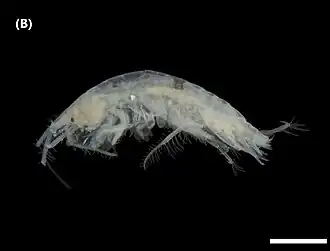 Elasmopus brasiliensis