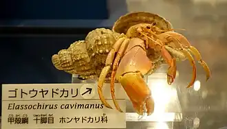 Elassochirus cavimanus