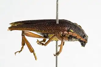 Elateropsis reticulatus