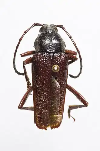Elateropsis sericeiventris