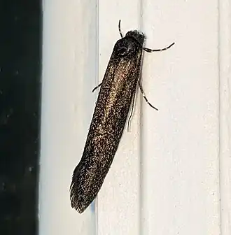 Elatobia montelliella