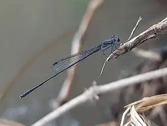 Elattoneura nigerrima