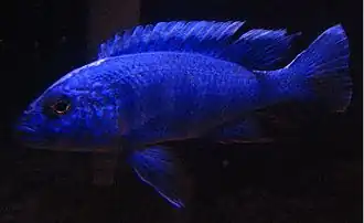 Sciaenochromis ahli
