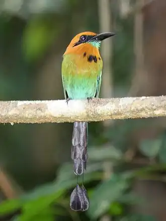 Breedsnavelmotmot