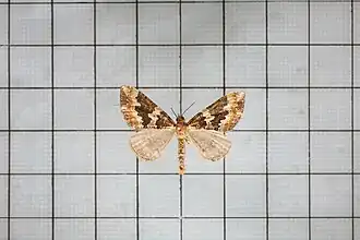 Electrophaes taiwana