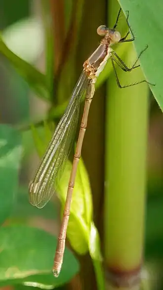 Lestes inaequalis