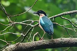 Ornaatpitta op het eiland Bima (schiereiland van het eiland Soembawa)