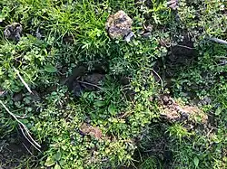 Dichtgroeiende trapgaten.