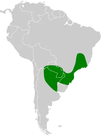 Sikkelvleugelnachtzwaluw