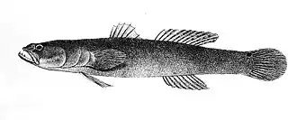 Odonteleotris macrodon