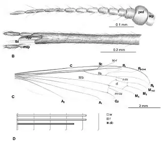Elephantomyia (ondergeslacht)