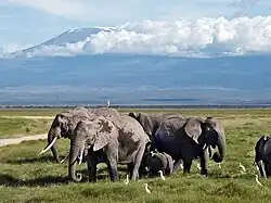 Savanneolifanten en koereigers met op de achtergrond de Kilimanjaro