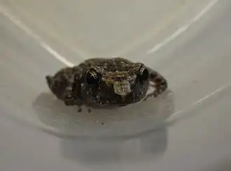 Eleutherodactylus cystignathoides