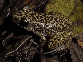 Eleutherodactylus ricordii