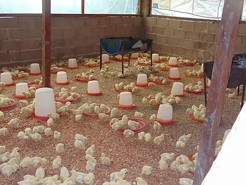 Jonge vleeskuikens in stal