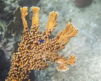 Acropora palmata met een blauwe microspathodon chrysurus.