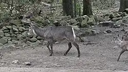 Vrouwtje van een ellipswaterbok in de zoo