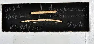 Ellisella funiculina